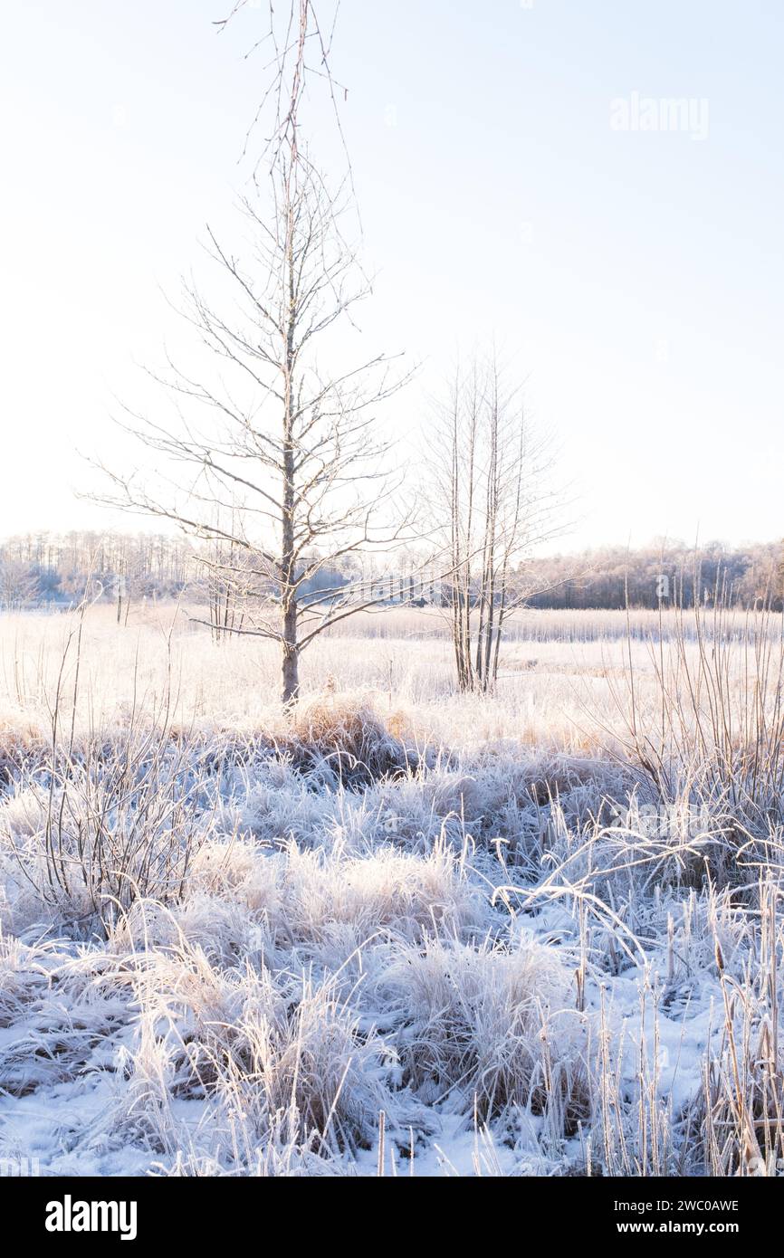 two trees in the middle of frozen laken covered in frost during one of ...