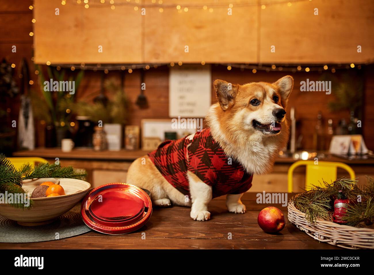 Adorable Welsh Corgi Pembroke in fashion suit standing on kitchen table and looking at camera Stock Photo