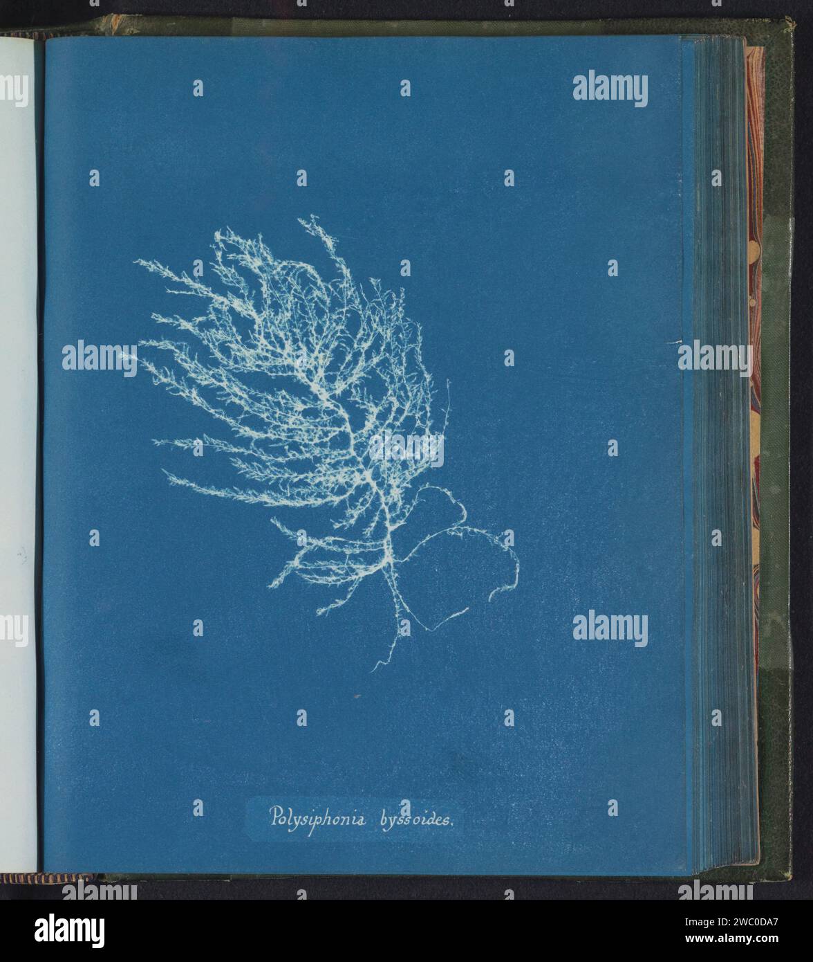 Polysiphonia byssoides, Anna Atkins, c. 1843 - c. 1853 photograph  United Kingdom photographic support cyanotype algae, seaweed Stock Photo
