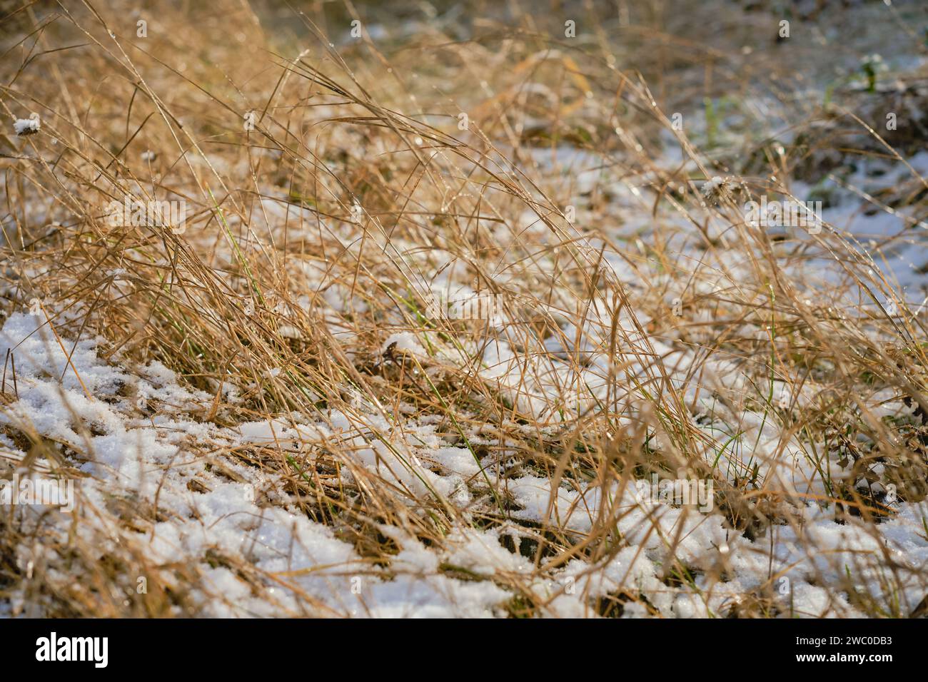 Dry grass in a snowy field, advertising campaign concept banner or product mockup for winter health care in dry climate Stock Photo