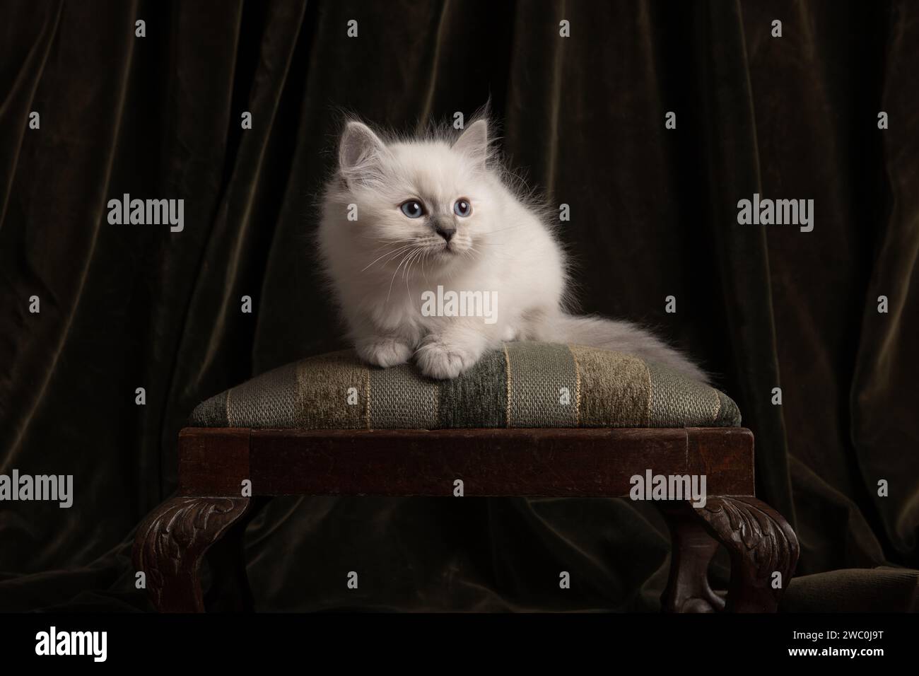 Fluffy ragdoll baby cat sitting on a classic green pouf in a classic ...