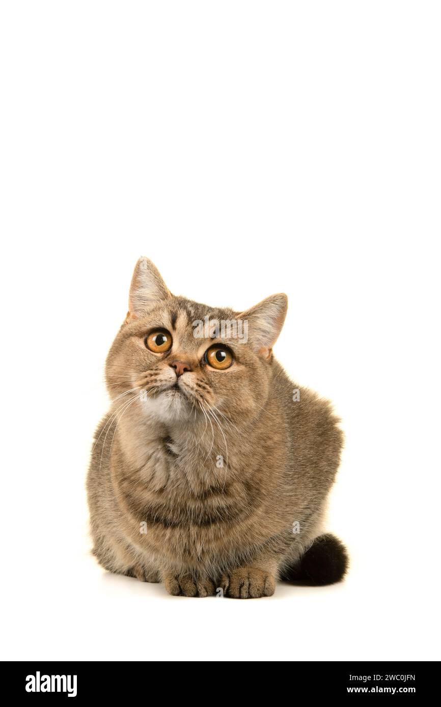 Pretty gold tabby british shorthair cat looking up isolated on a white background with space for copy Stock Photo