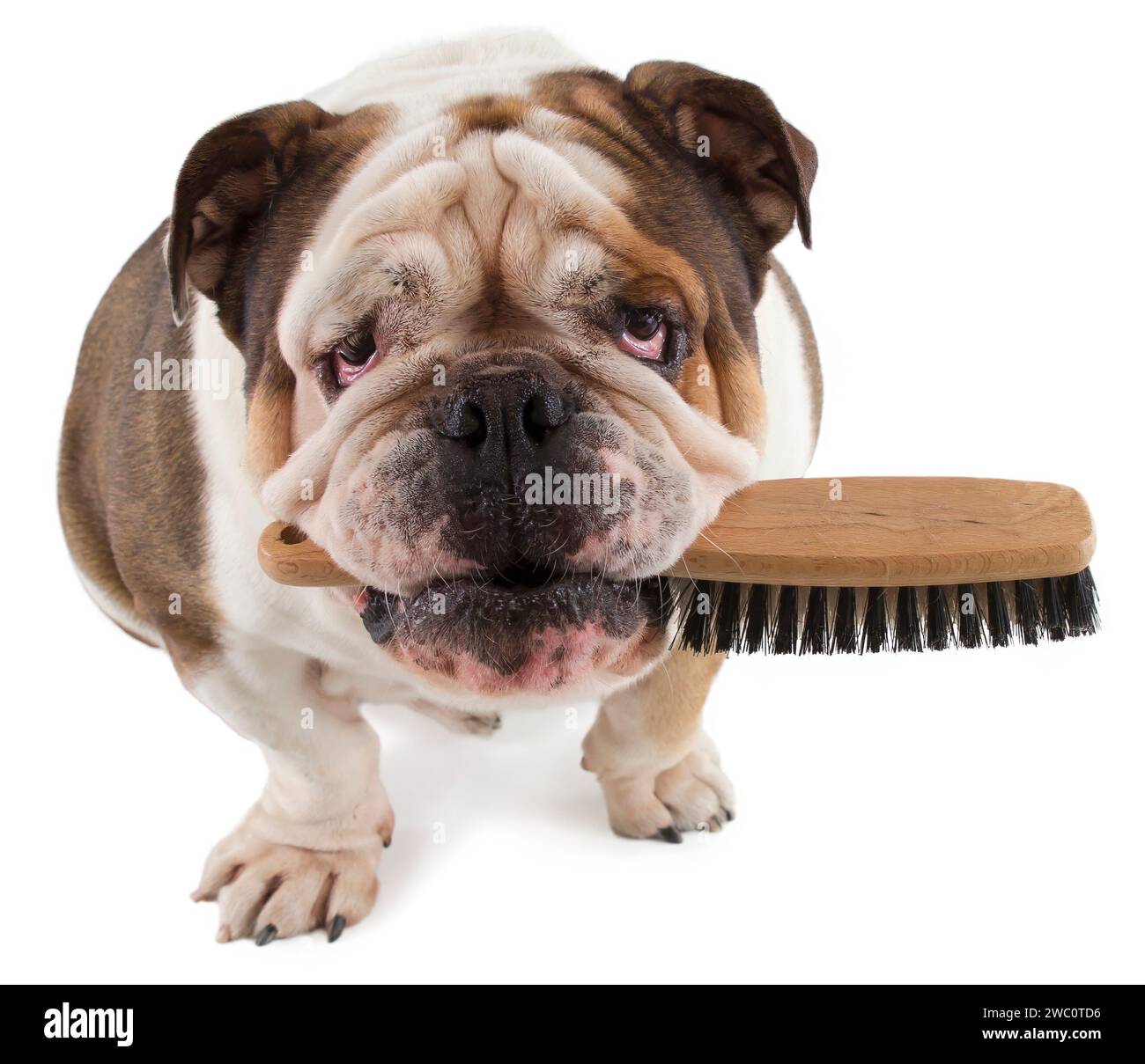 English bulldog dog sits with a brush in his mouth isolated on white