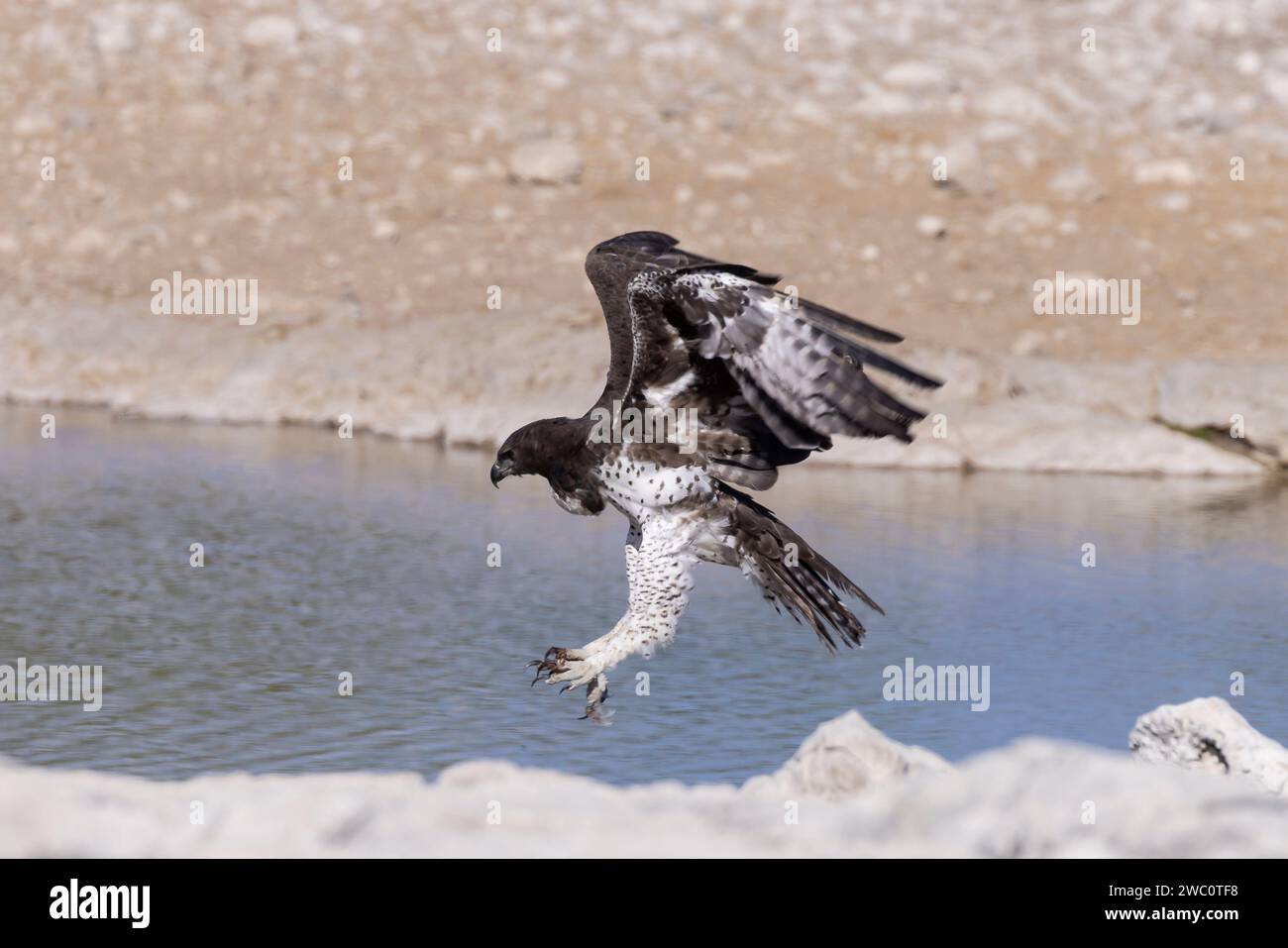 In for the kill stock photo alamy