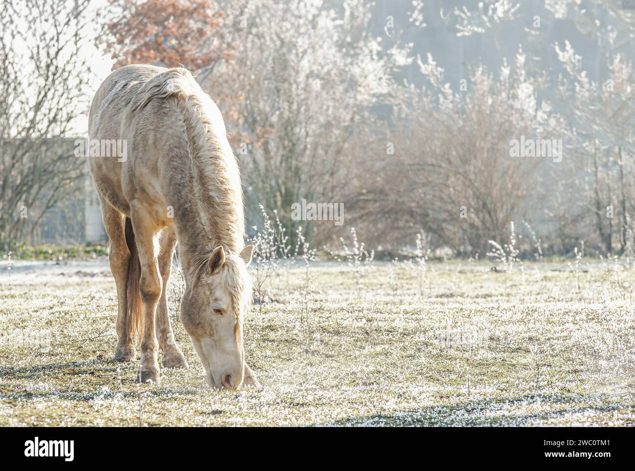 Palomino horse grazes on the grass with frost, outdoor Stock Photo