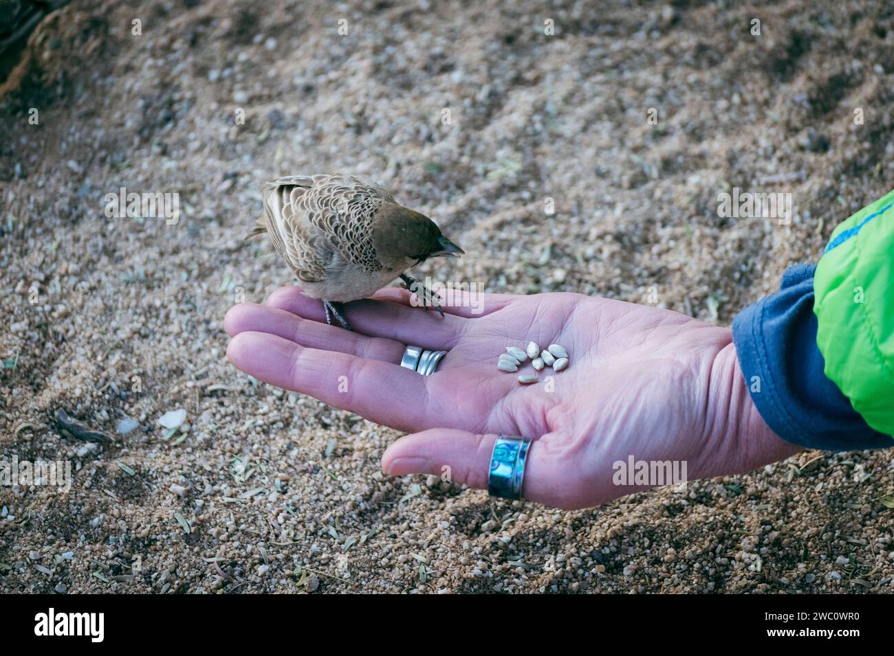 A small brave bird sits on a womans hand to eat some sunflower seeds at a campsite in Namibia Stock Photo