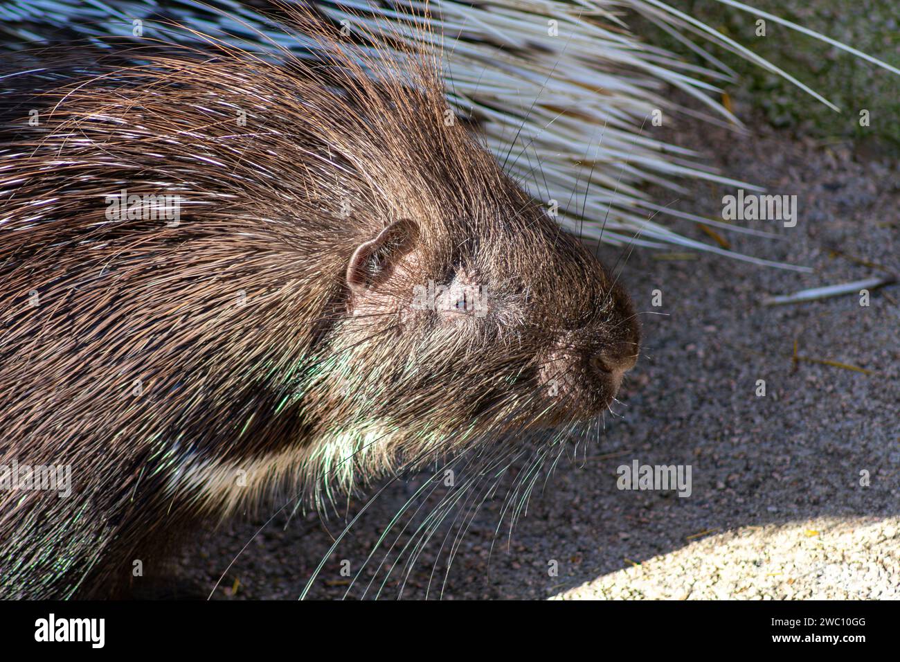 The porcupine has very pointed quills that fall off and are replaced, and it also has very small eyes. Stock Photo