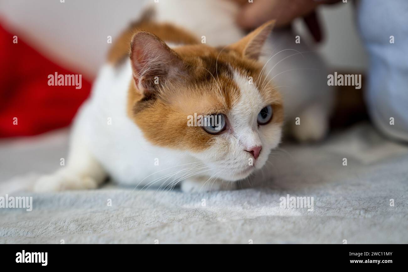 A closeup shot of a bicolor British Shorthair cat Stock Photo