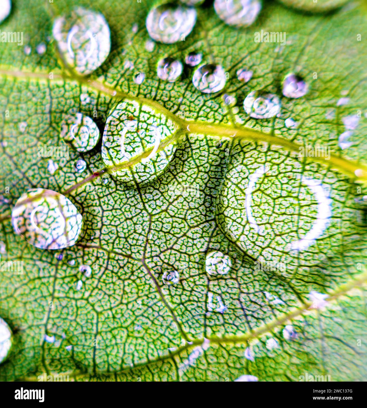 Raindrops on a green leaf. Extreme close up. Venation is visible Stock Photo