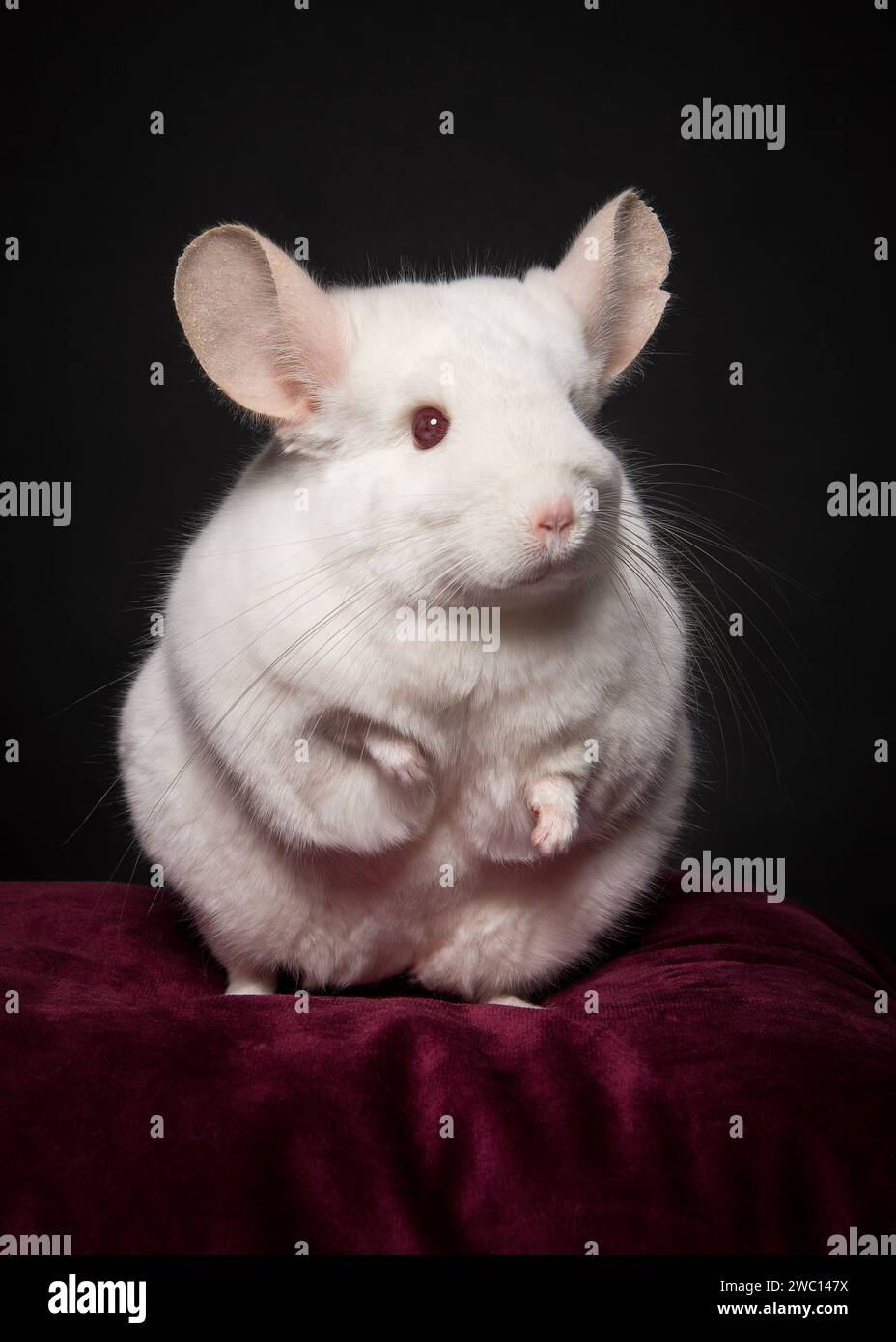 Red chinchilla sales