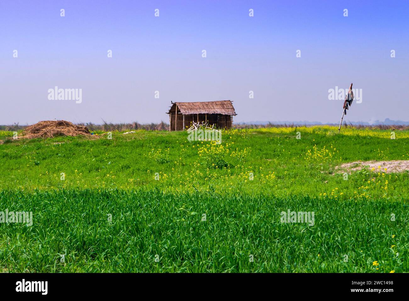 House made of reed. hut made of reeds and bamboo in a field Stock Photo