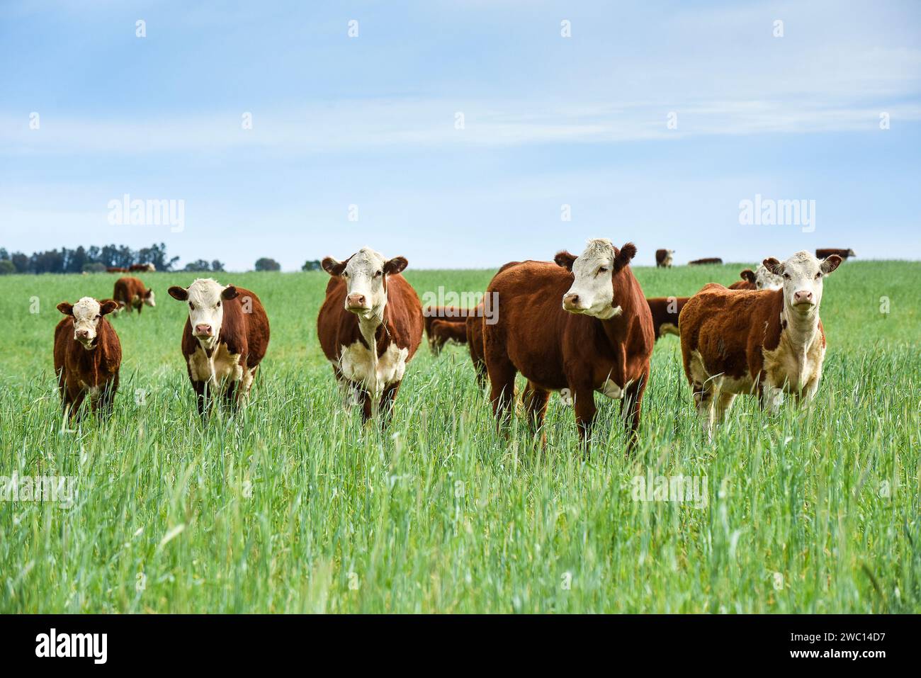 Cattle raising with natural pastures in Pampas countryside, La Pampa ...