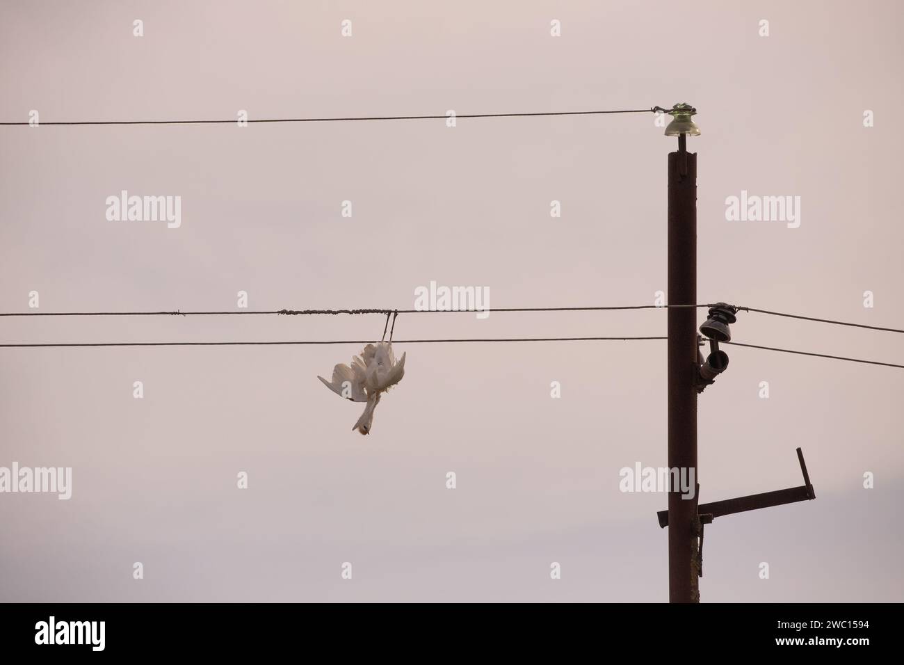 The bird is hanging on the wires, electrocuted. Stock Photo