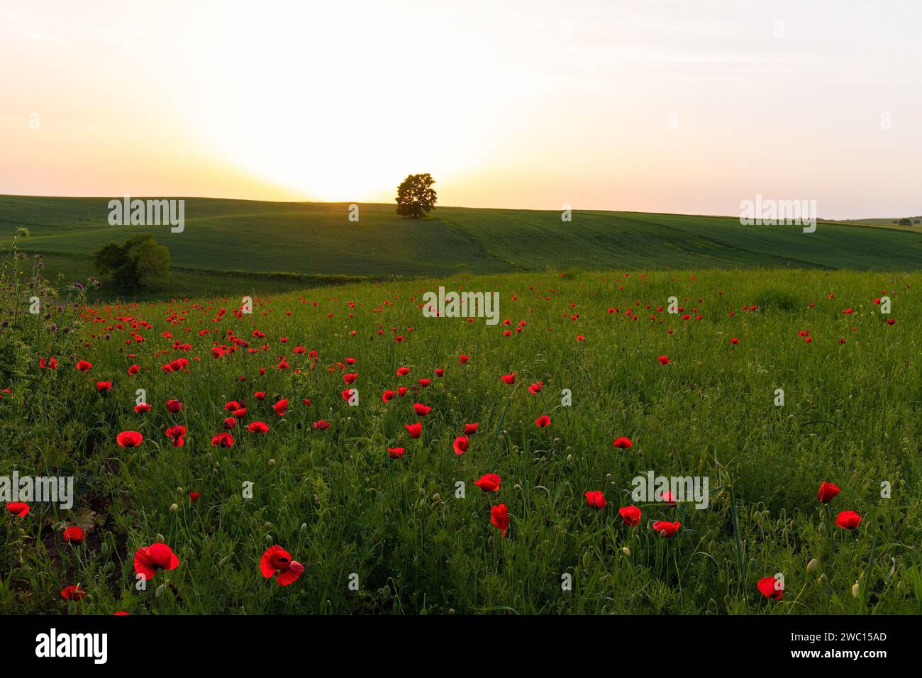 Panorama red poppy field hi-res stock photography and images - Alamy