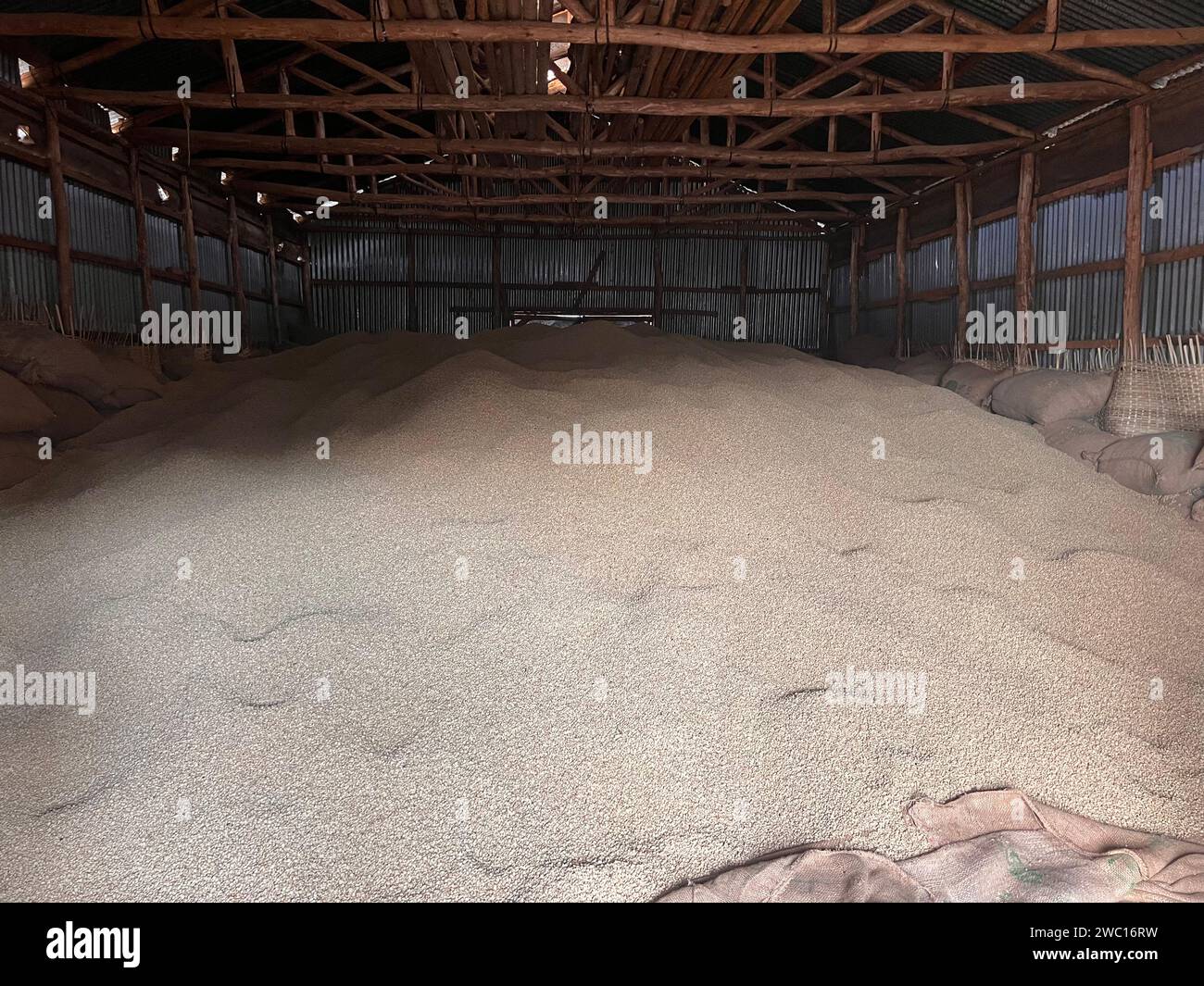 stock of green coffee beans stored in a warehouse in the Sidama region