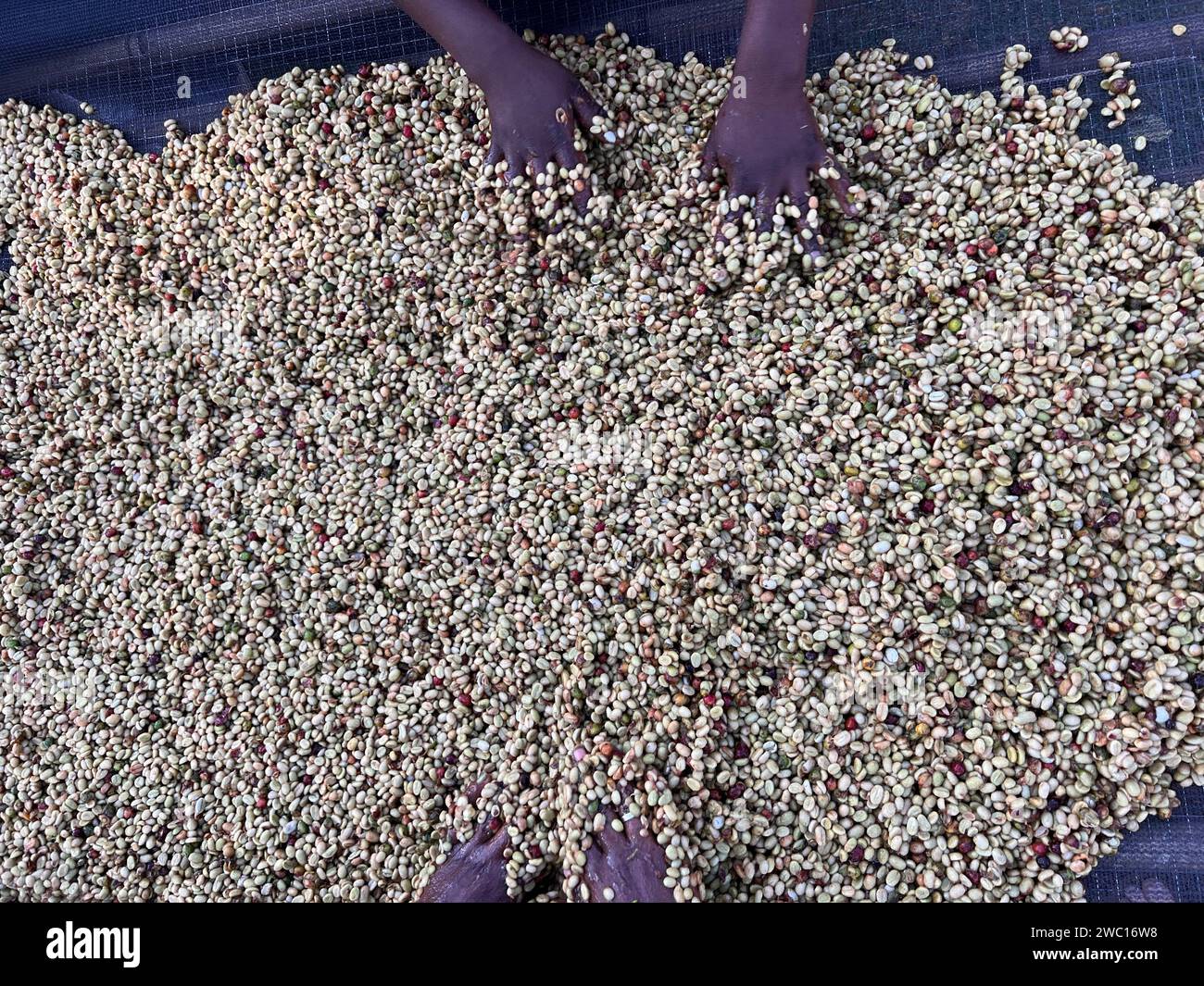 Women's hands mixing coffee cherries processed by the Honey process in the Sidama region, Ethiopia. Stock Photo