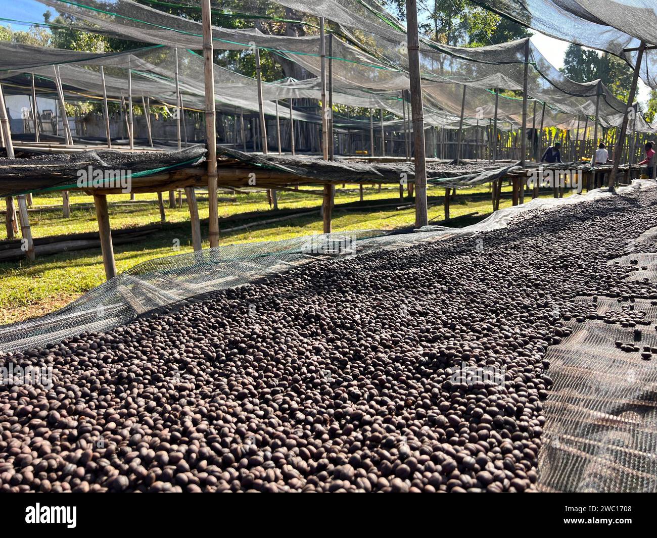 Ethiopian coffee cherries lying to dry in the sun in a drying station on raised bamboo beds. Natural process, Bona Zuria, Sidama, Ethiopia, Africa Stock Photo
