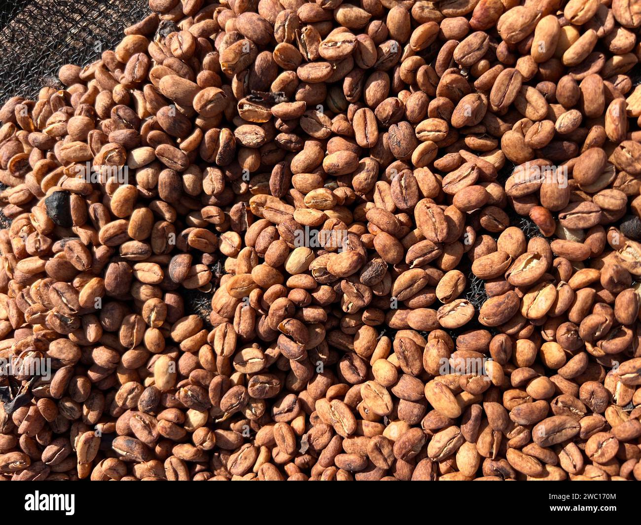 Ethiopian dried and peel  off shell  coffee bean lying to dry in the sun. Bona Zuria, Ethiopia Stock Photo