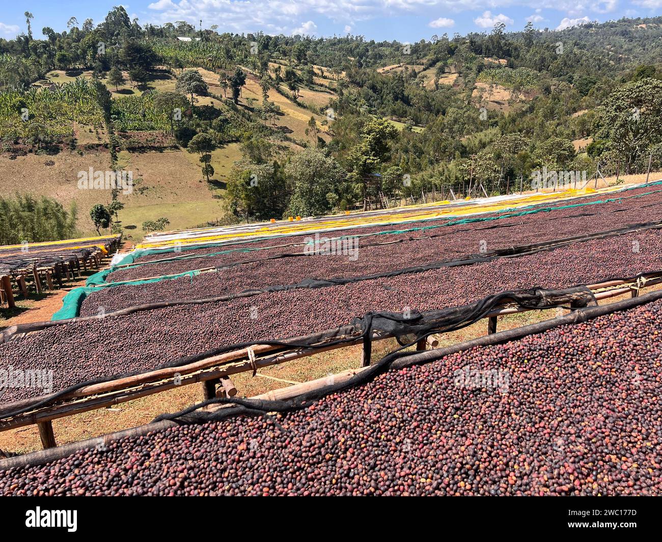 Ethiopian coffee cherries lying to dry in the sun in a drying station on raised bamboo beds. This process is the natural process. Bona Zuria, Sidama, Stock Photo