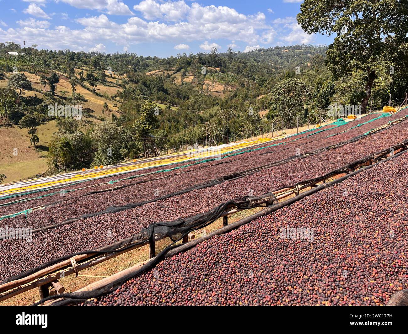 Ethiopian coffee cherries lying to dry in the sun in a drying station on raised bamboo beds. This process is the natural process. Bona Zuria, Sidama, Stock Photo
