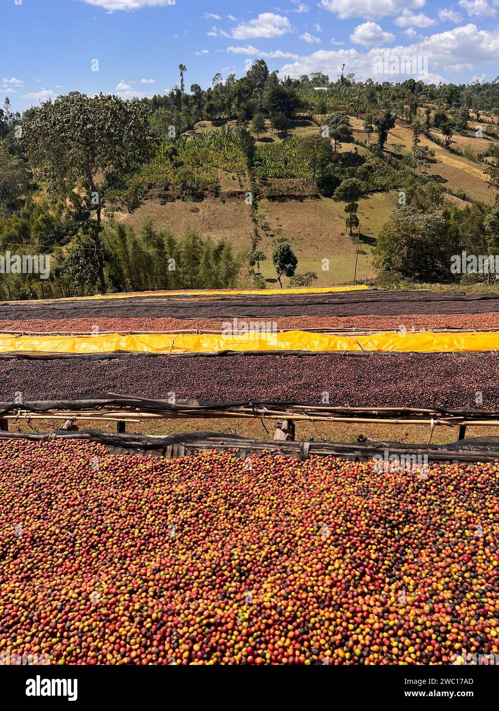 Coffee cherries drying in the sun on plastic sheeting on bamboo shelves in the mountains of the Sidama region. Stock Photo