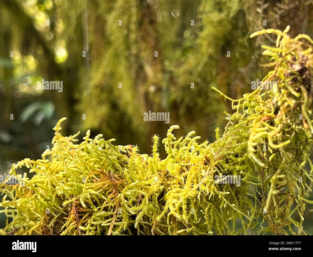 Close up on moss hi-res stock photography and images - Alamy