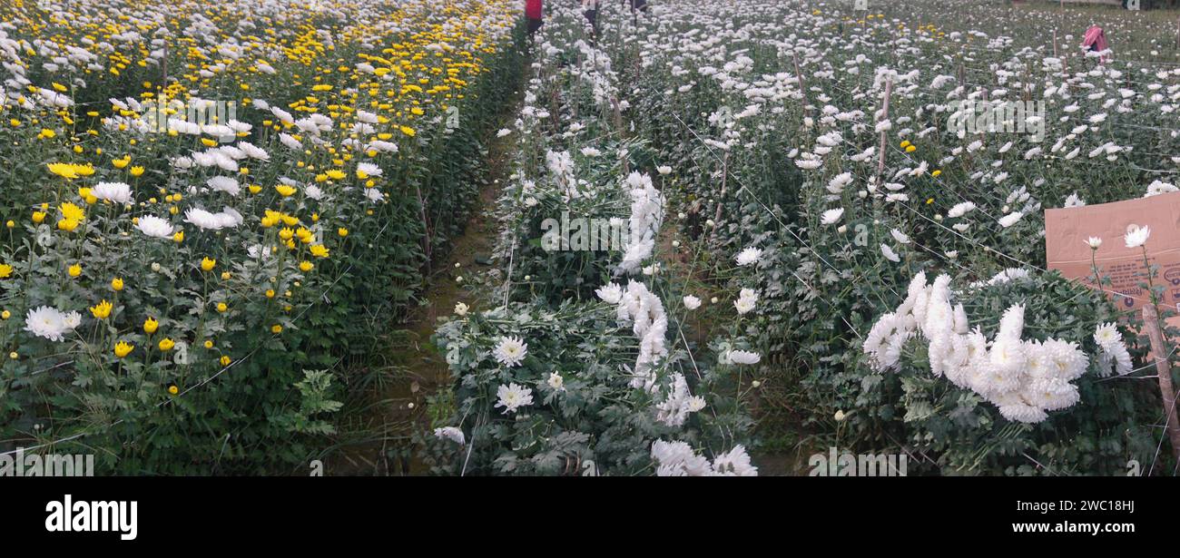Panoramic field of budding Chrysanthemums, Chandramalika, Chandramallika, mums , chrysanths, genus Chrysanthemum, family Asteraceae. Winter morning at Stock Photo