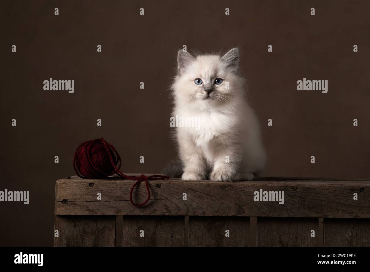 Fluffy ragdoll baby cat sitting on a wooden crate with a woolen ball in ...