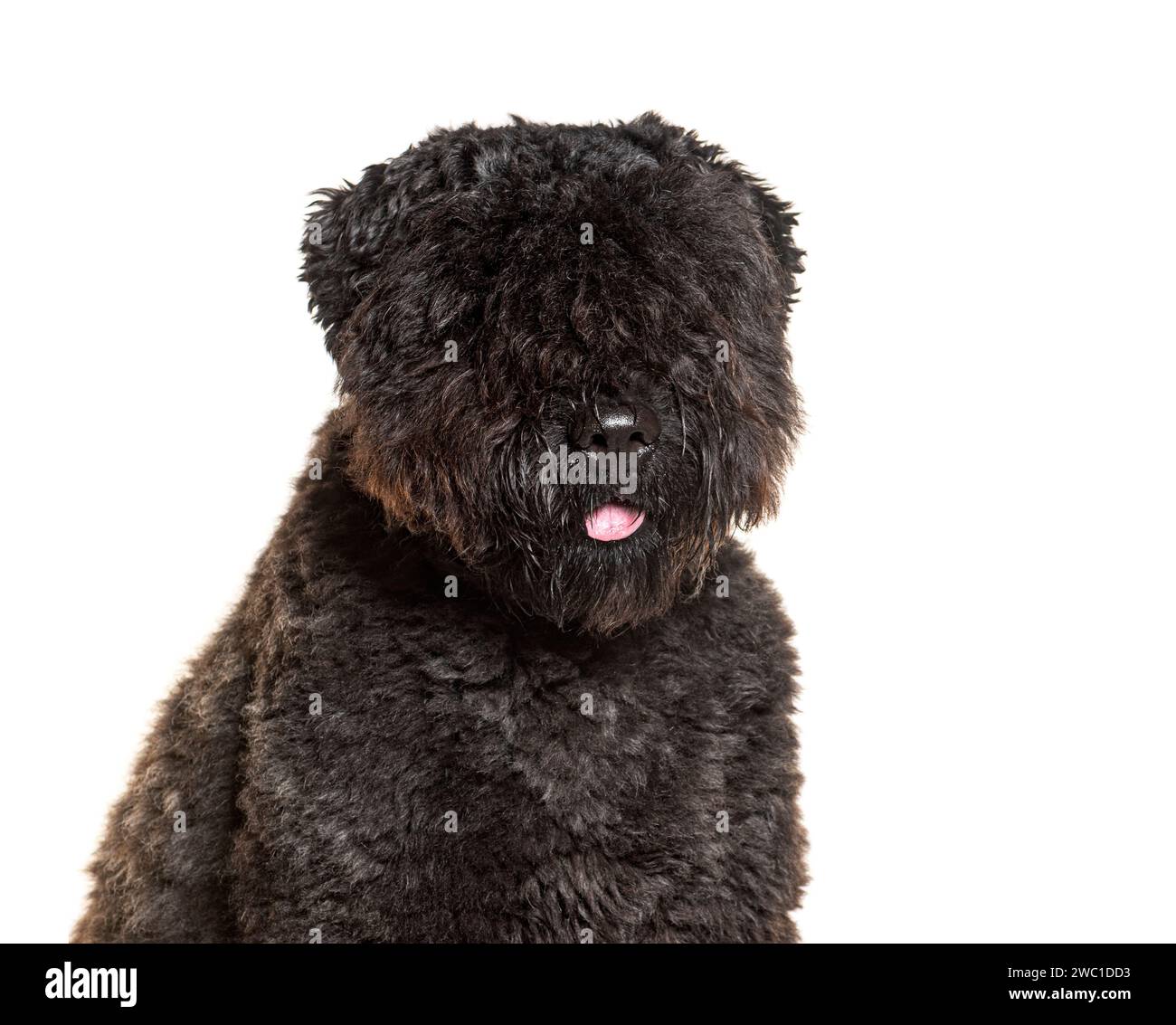 Bouvier des Flandres, isolated on white Stock Photo
