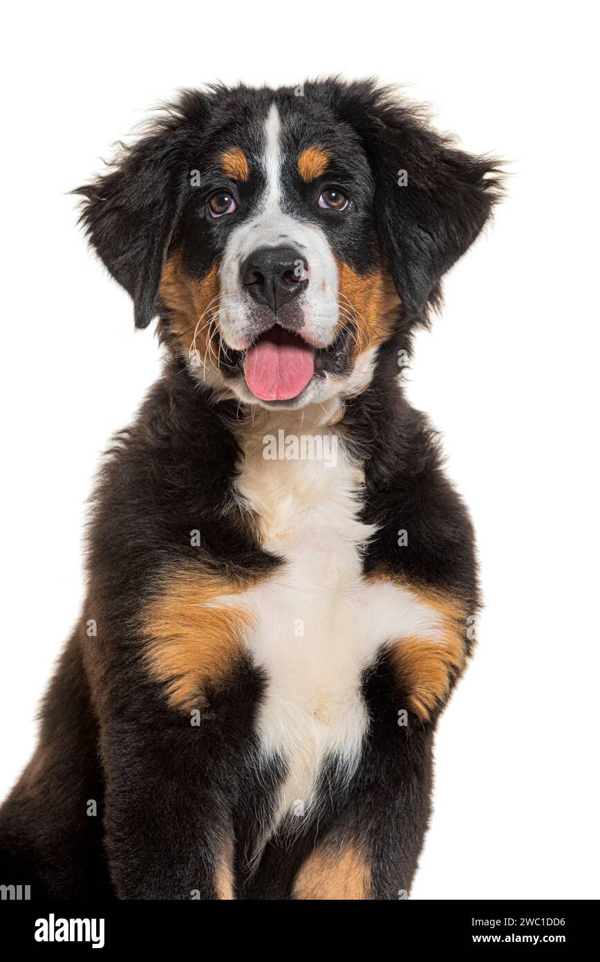 portrait of a Puppy four months old Bernese mountain dog panting, isolated on white Stock Photo ...