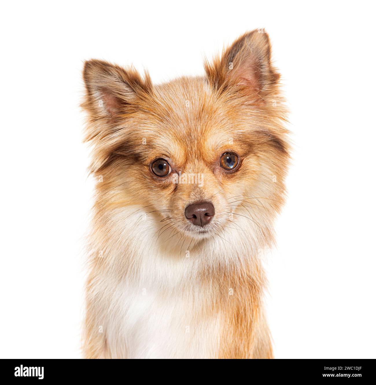 Shiba inu pomeranian store mix price