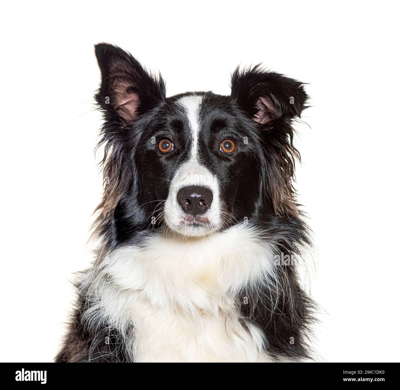 Border Collie, isolated on white Stock Photo