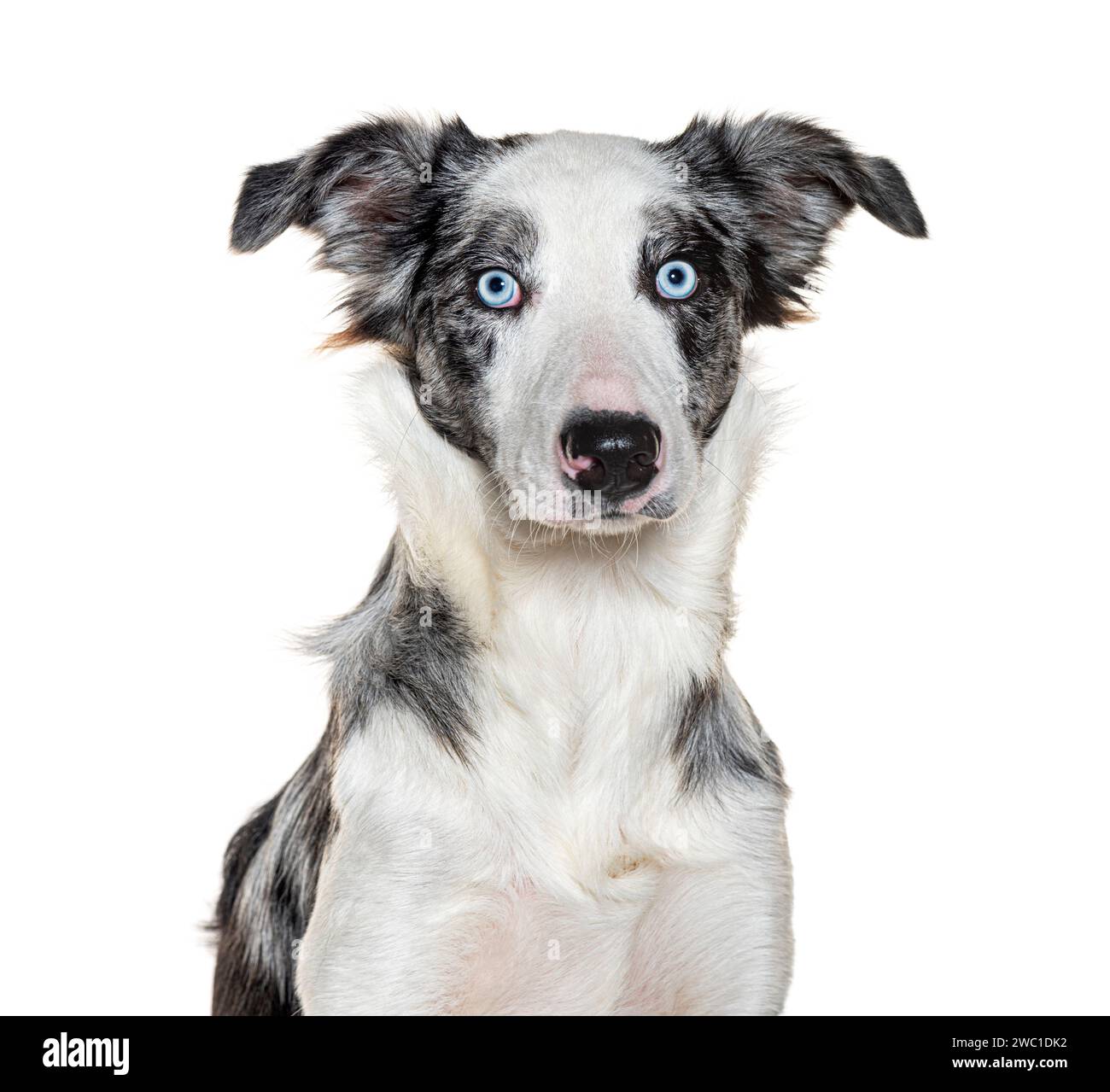 Blue roan sales border collie