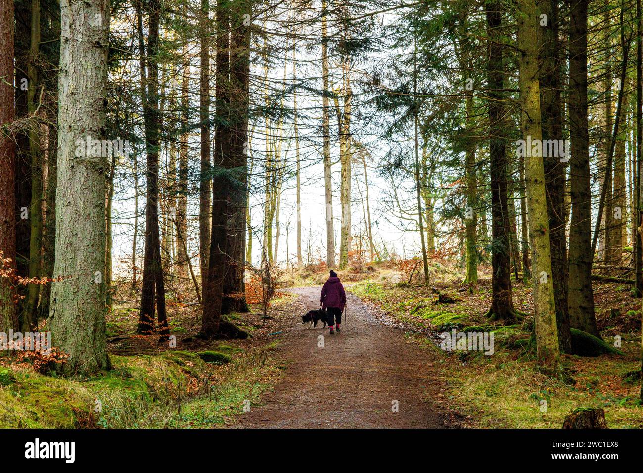 Dundee, Tayside, Scotland, UK.13th Jan, 2024. UK Weather Tayside is experiencing bright winter