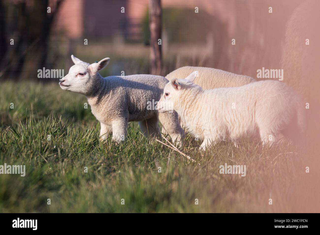 Lambs enjoying their field hi-res stock photography and images - Alamy