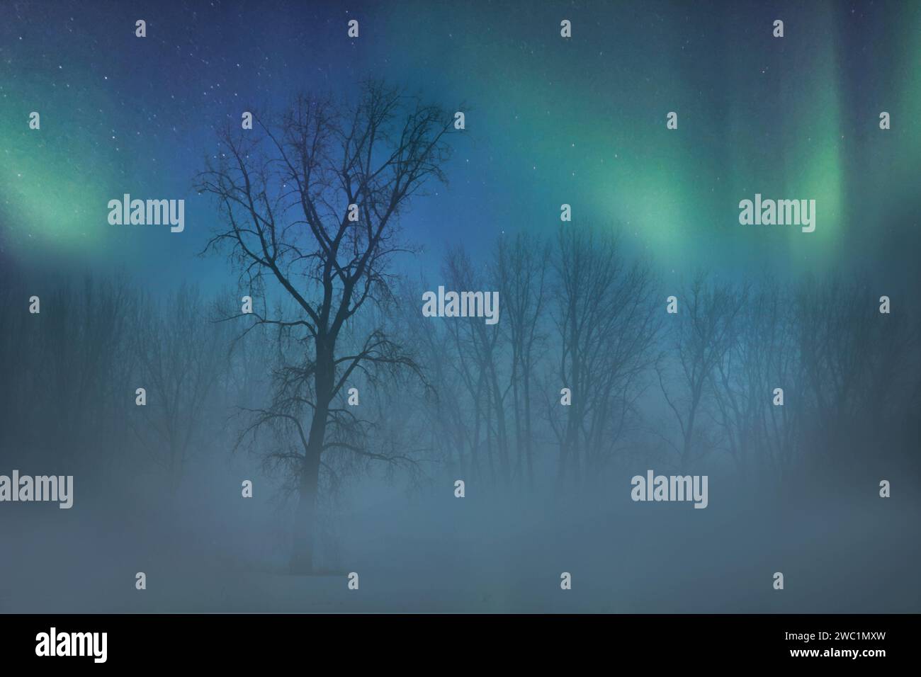 Northern lights over a foggy snow covered field with trees at night Stock Photo