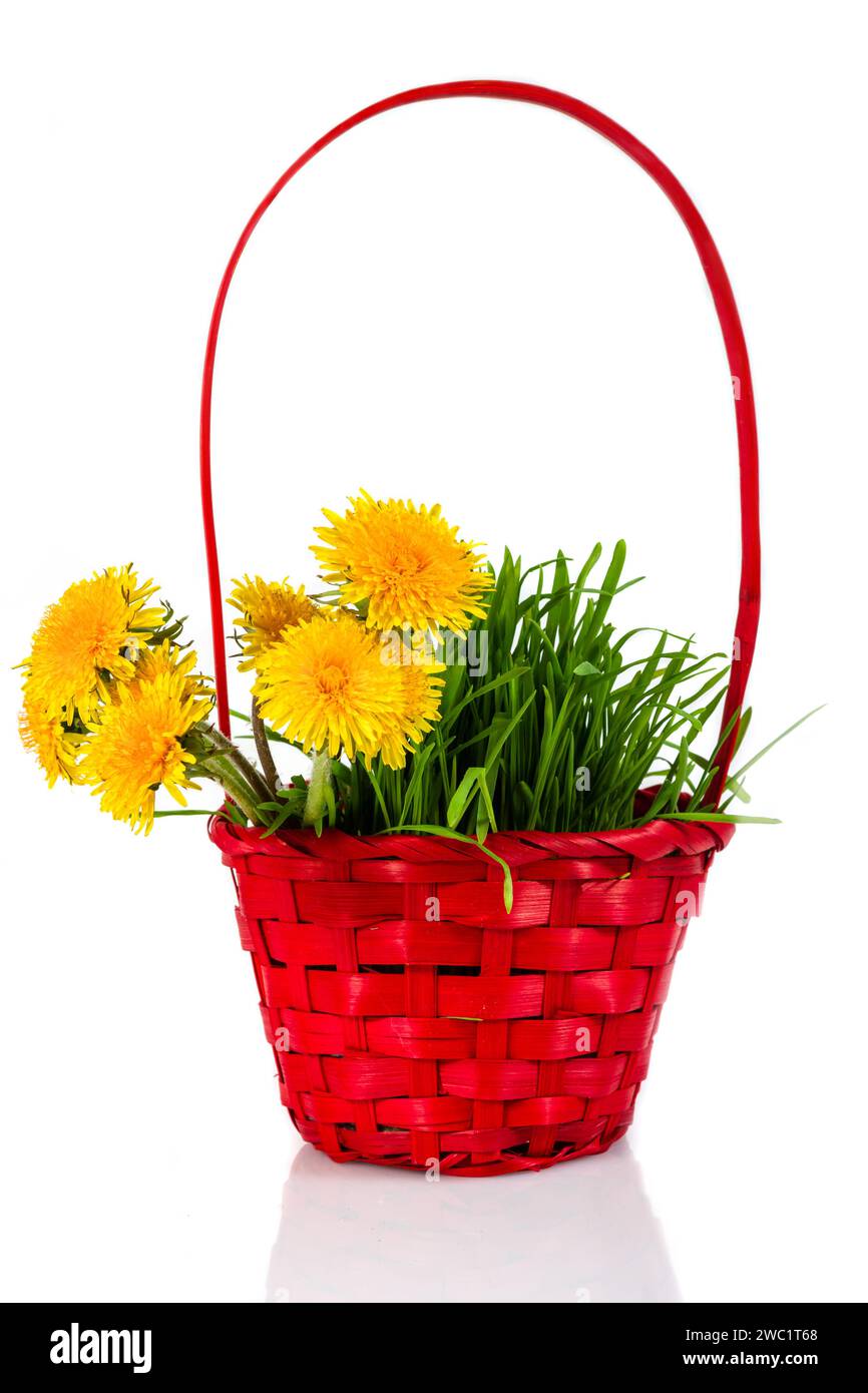 Dandelions bouquet in a red basket. Isolated over white Stock Photo Alamy