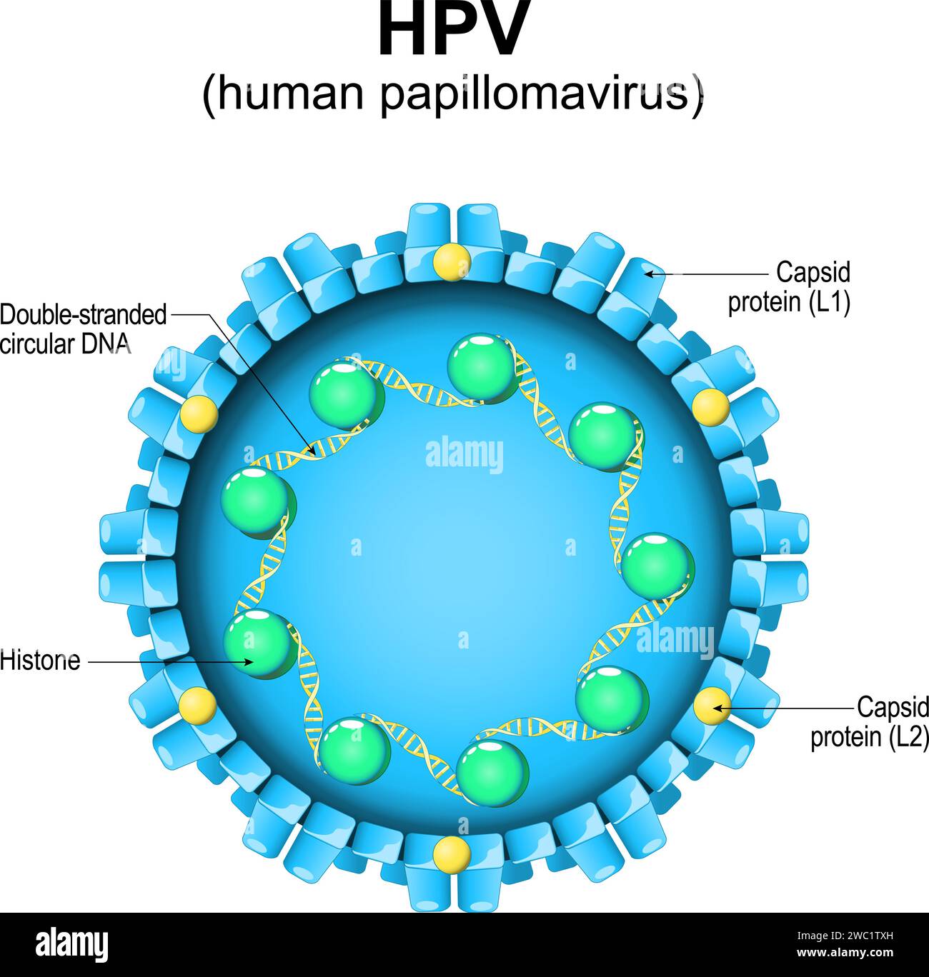 Human papillomavirus. HPV structure. Close-up of a virion. Magnified of virus particle. Vector diagram Stock Vector
