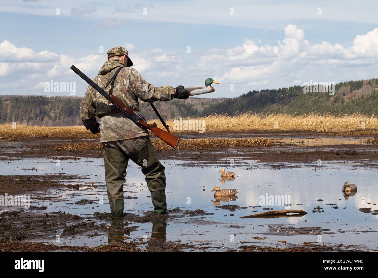 A waterfowl with a duck decoy in his hand walks in muddy shallow water. He prepares for a duck hunt and sets up plastic baits. Stock Photo