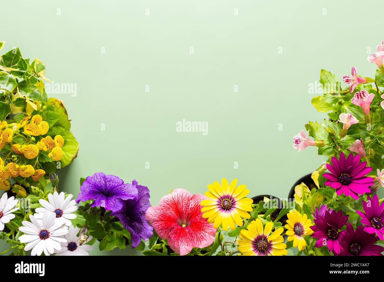 Spring decoration of a home balcony or terrace with flowers, Osteospermum and Calceolaria, Mimulus and Petunia on a green background, home gardening a Stock Photo