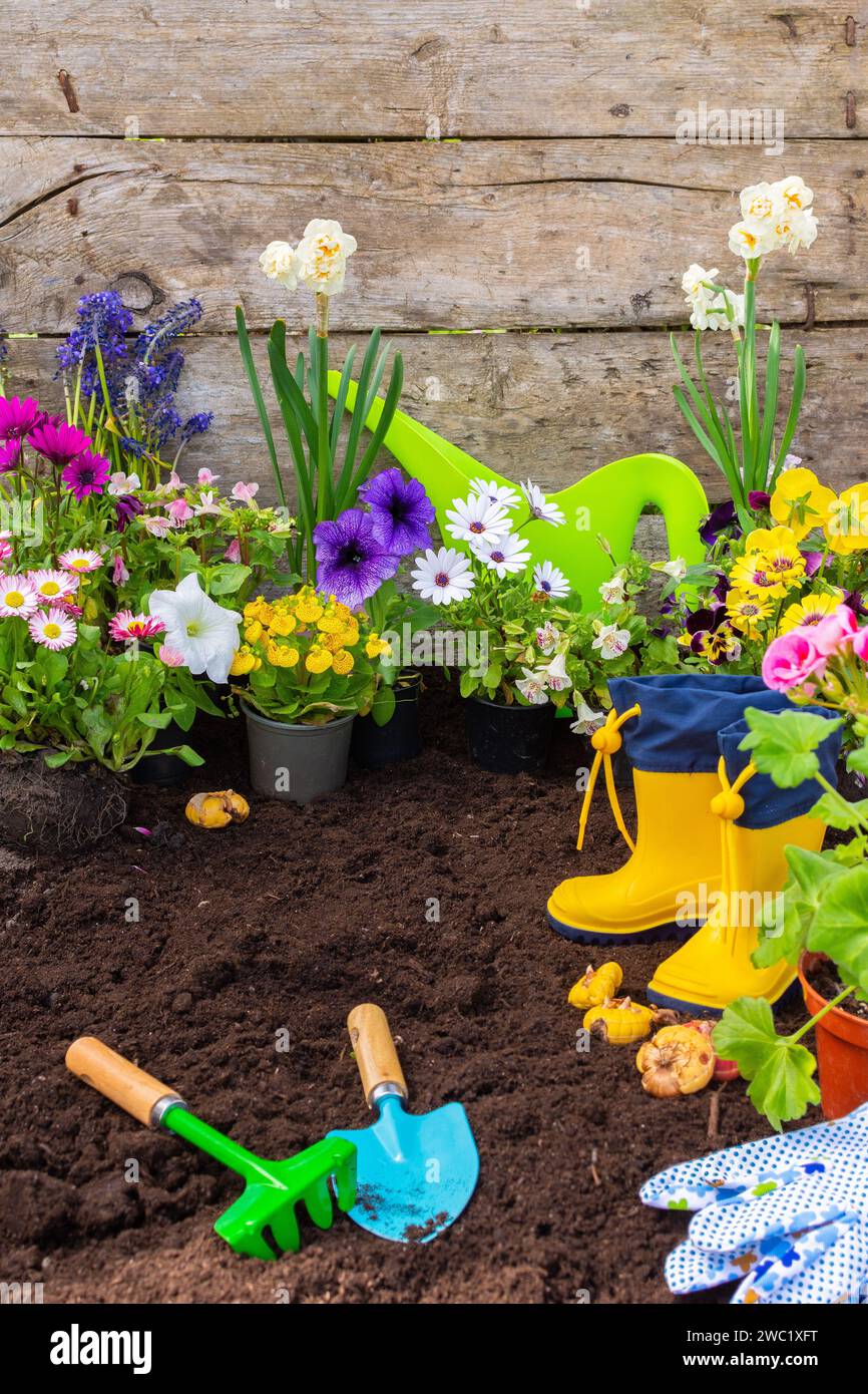 Transplanting spring flowers from a pot into the ground, Geranium and Viola, Mimulus and Petunia, Narcissus , Osteospermum, home gardening and hobbies, spring garden decoration with flowers Stock Photo