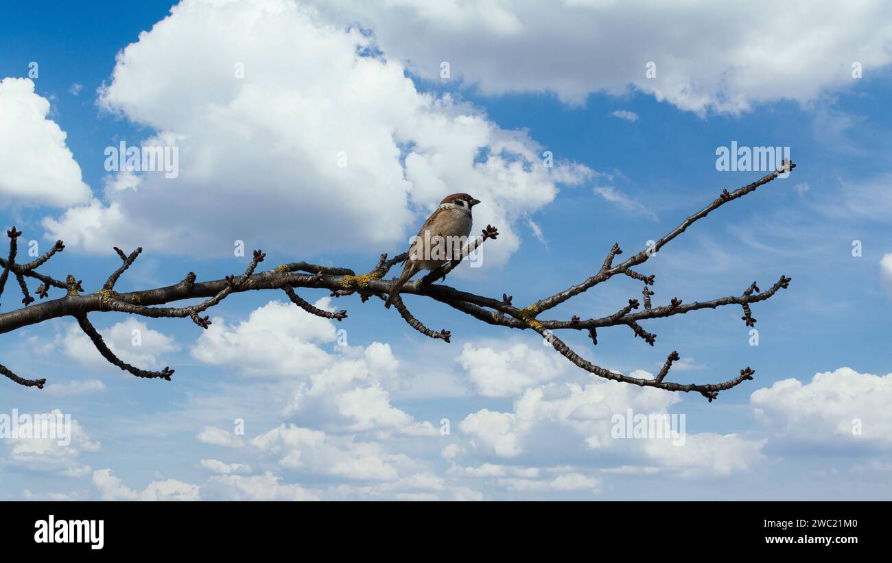 A songbird on the tree branch Stock Photo