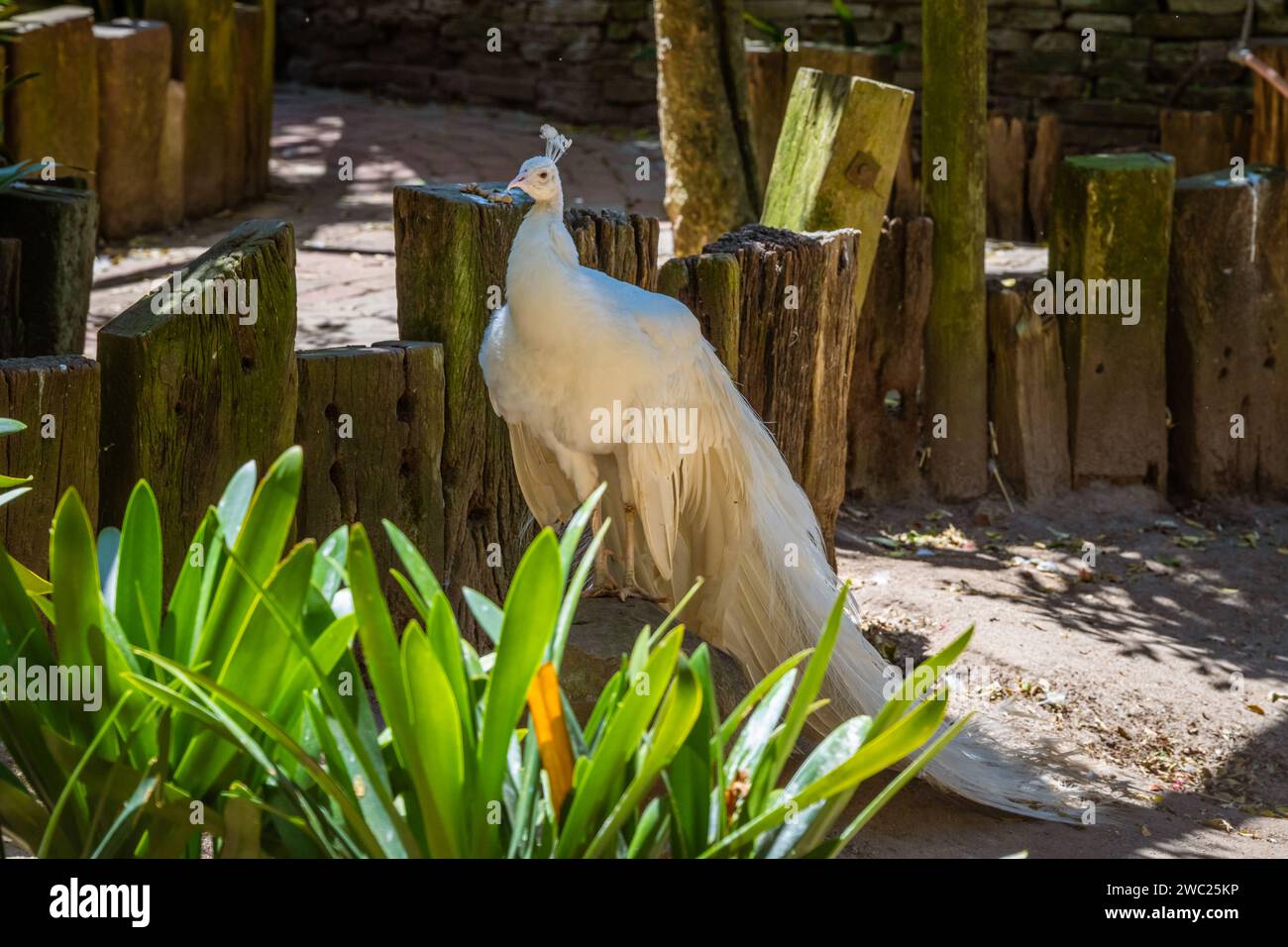 White peafowl peacock with tail fully open. Stock Photo