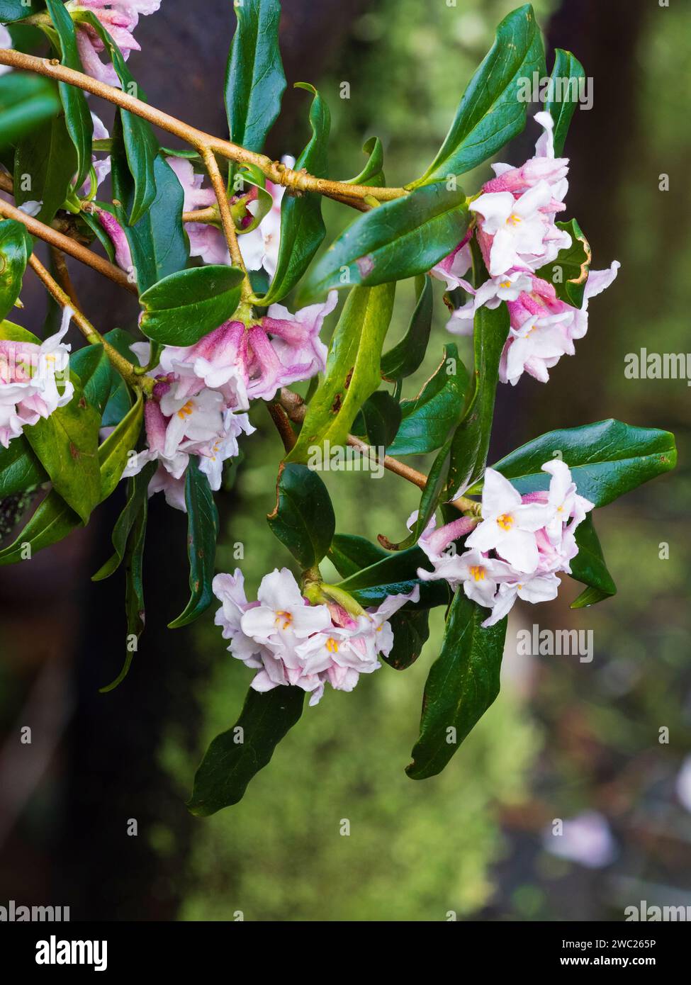 Pink and white flowers of the highly scented winter flowering evergreen shrub, Daphne bholua 'Garden House Sentinel' Stock Photo