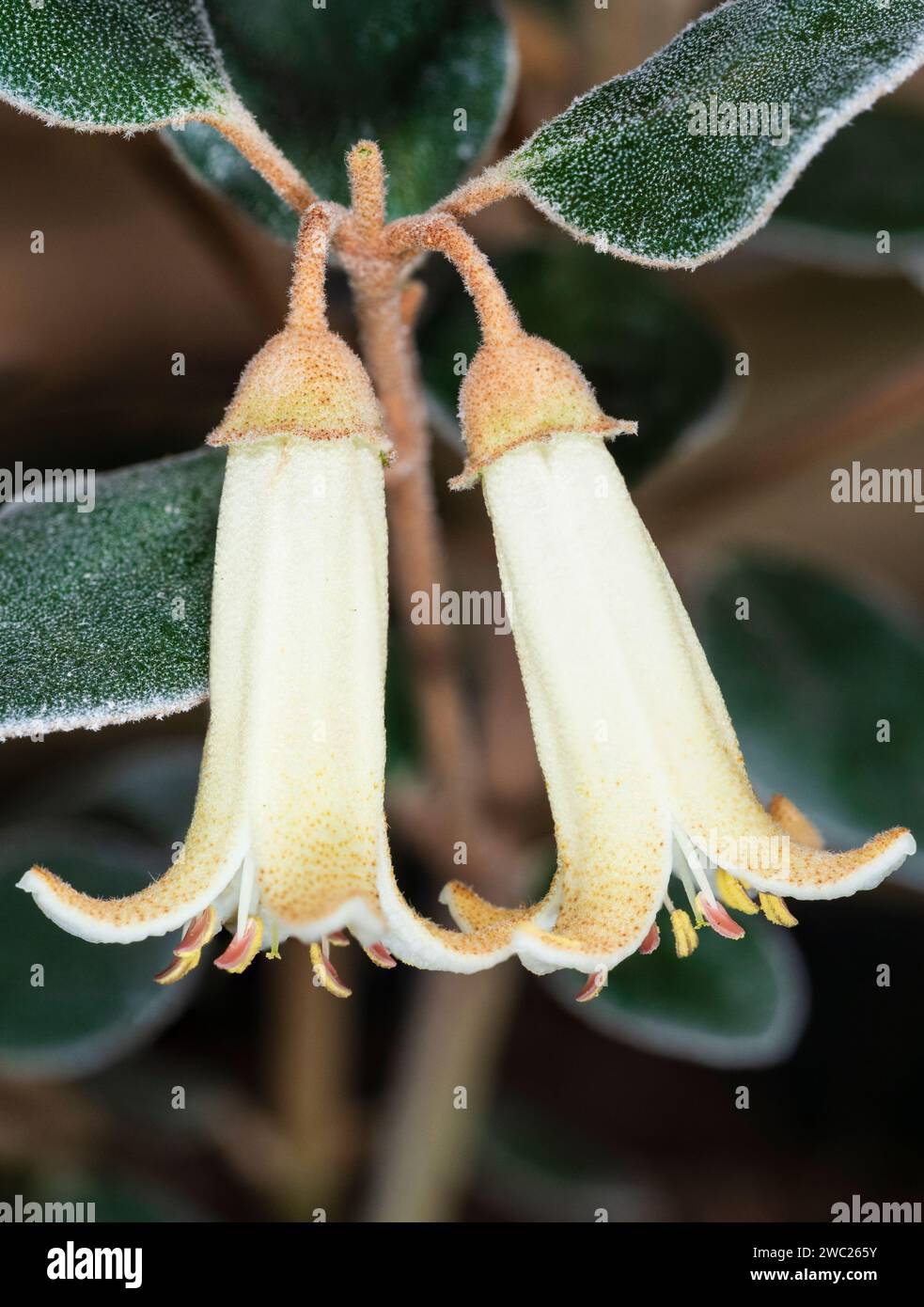 Tubular cream flowers of the late autumn to early spring flowering Australian evergreen shrub, Correa alba x backhouseana Stock Photo