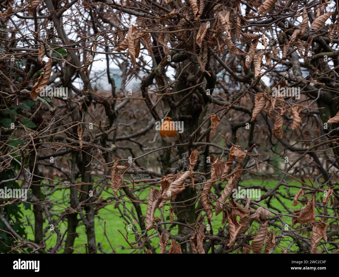 A robin sitting in a hedge. Stock Photo