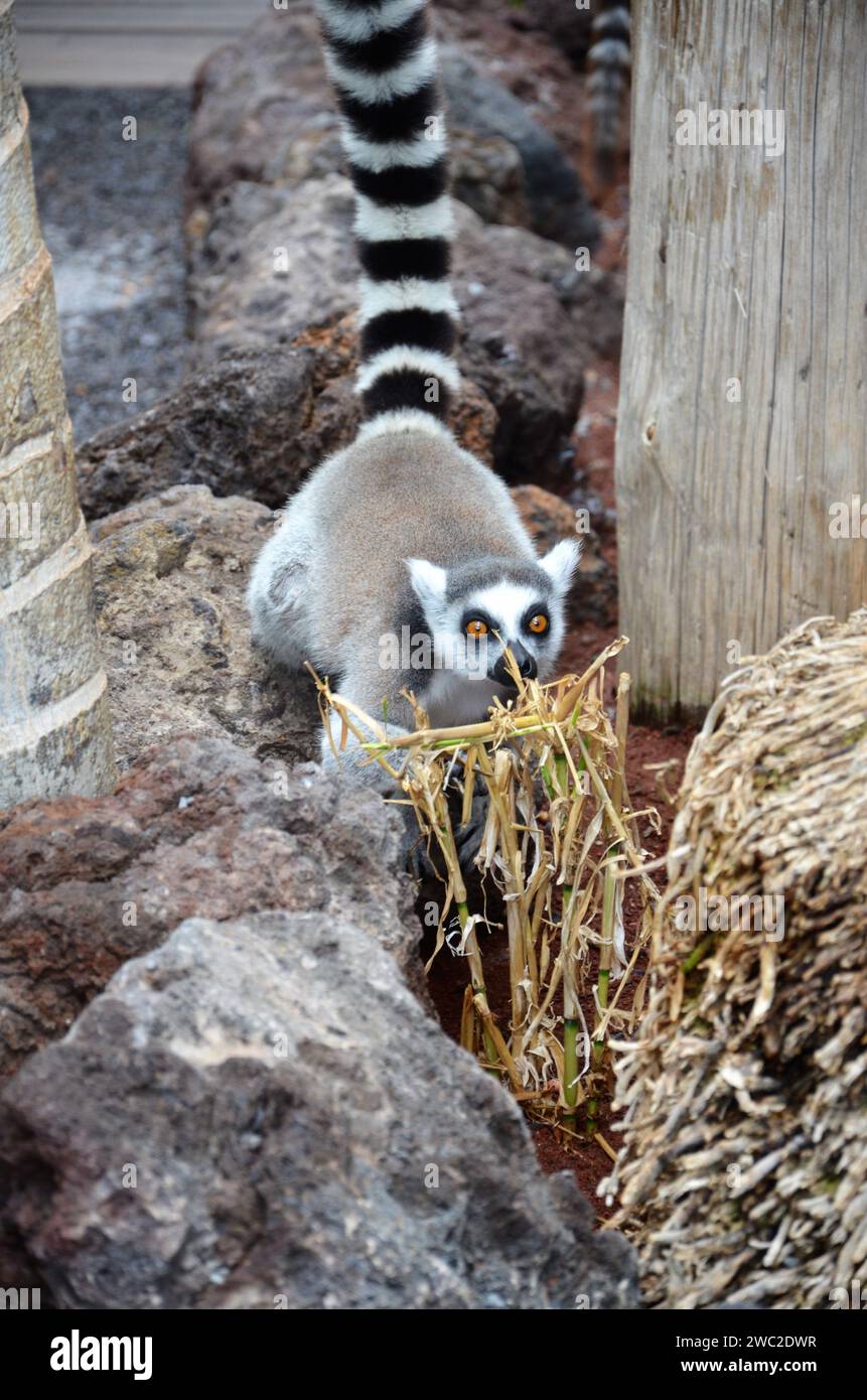 Ring-tailed lemur in jungle park at Tenerife, Canary Islands, Spain ...