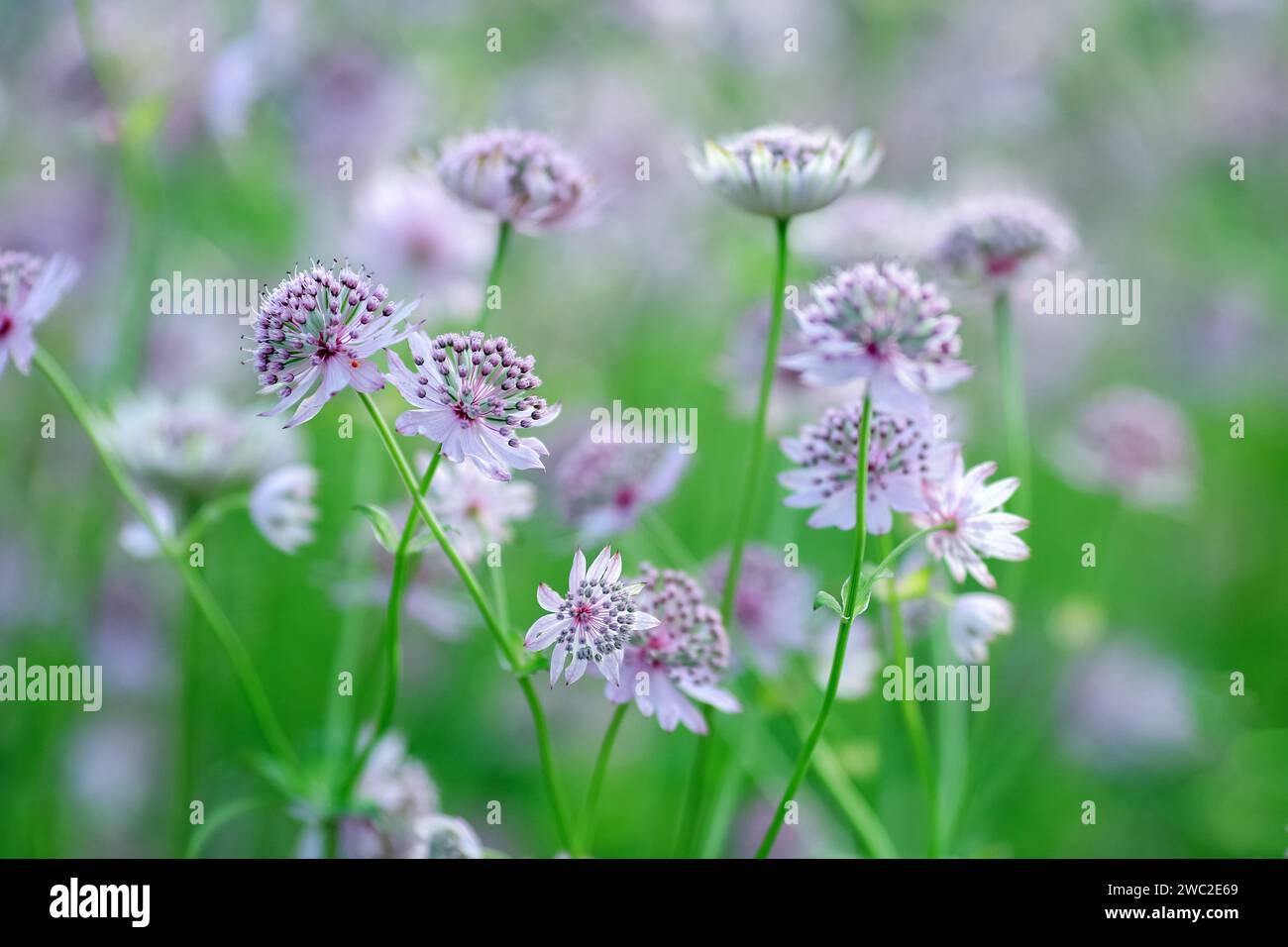 Astrantia major, the great masterwort, is a species of flowering plant in the family Apiaceae. Stock Photo