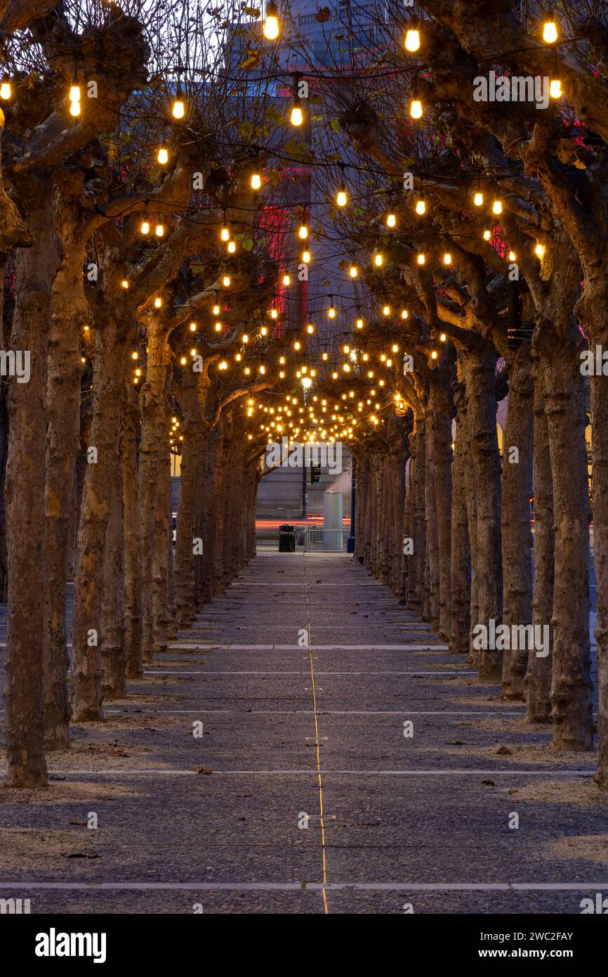 Tree lined walkway with hanging lights Stock Photo Alamy