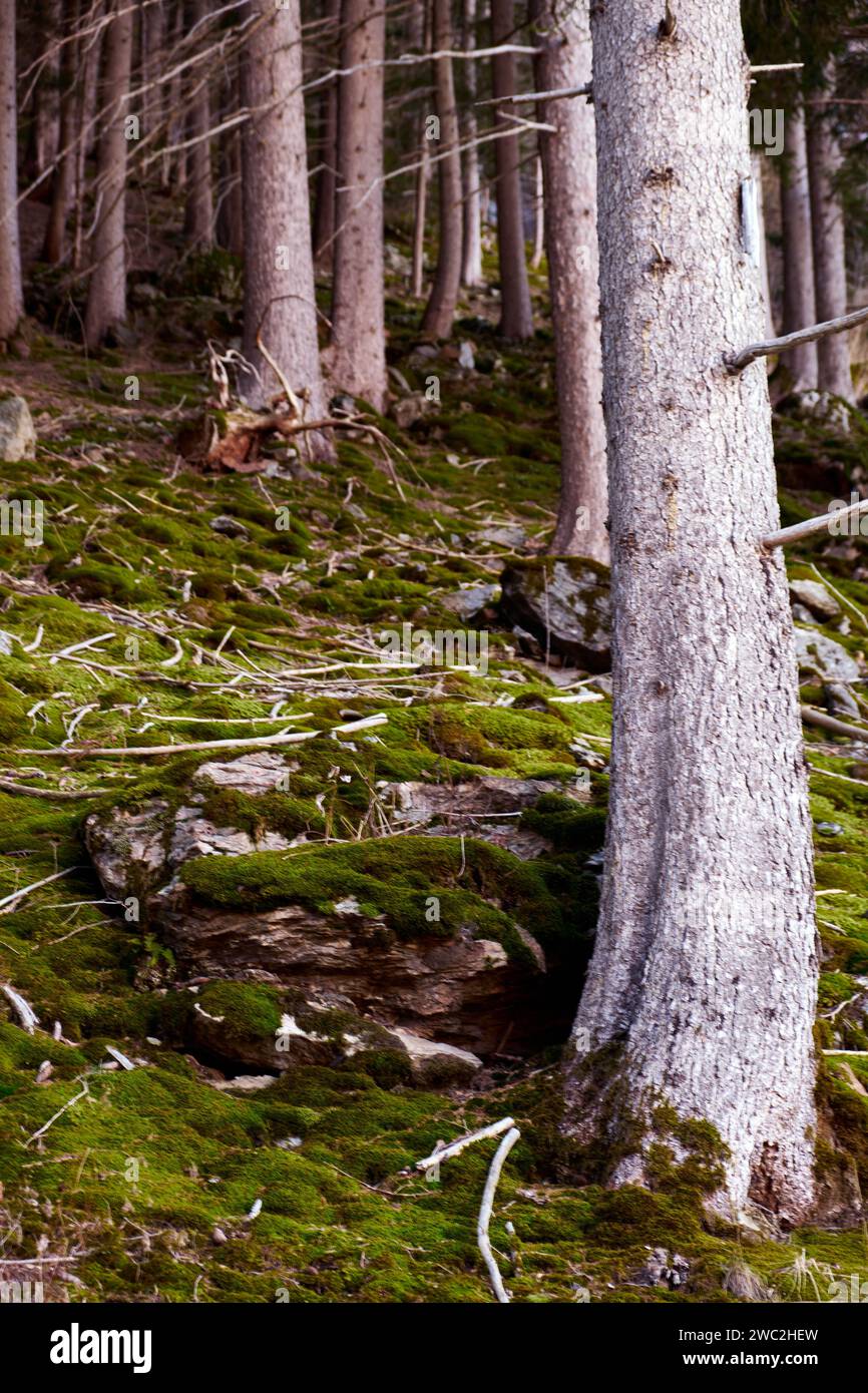 Moosiger Wald - Mossy Forest Stock Photo